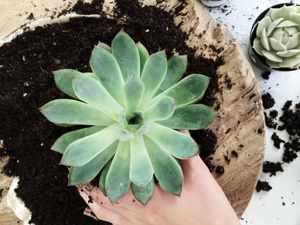 How to Create a Succulent Container Garden Arrow+Sage/Design Lines Raleigh NC 10