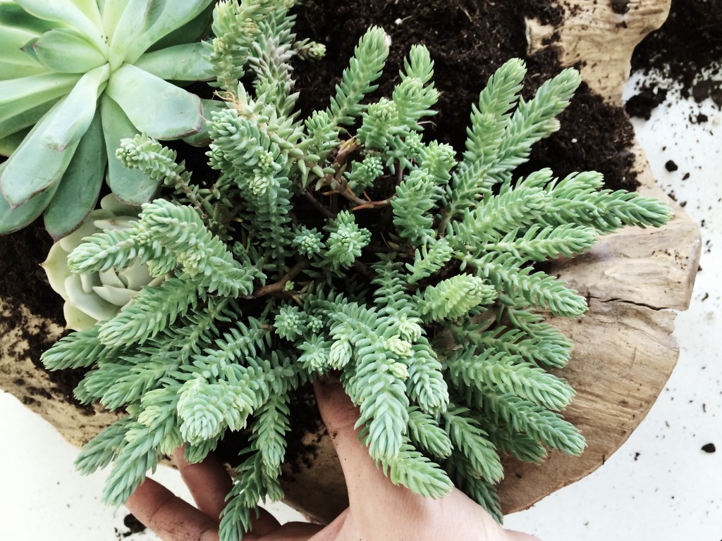How to Create a Succulent Container Garden Arrow+Sage/Design Lines Raleigh NC 11