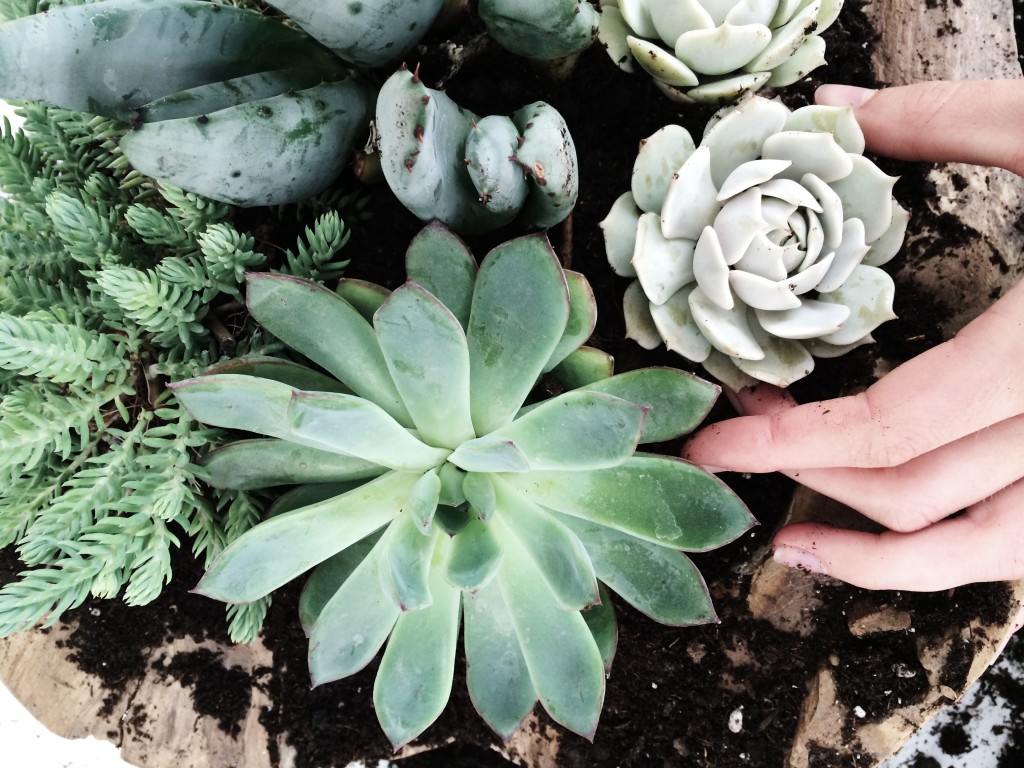 How to Create a Succulent Container Garden Arrow+Sage/Design Lines Raleigh NC `