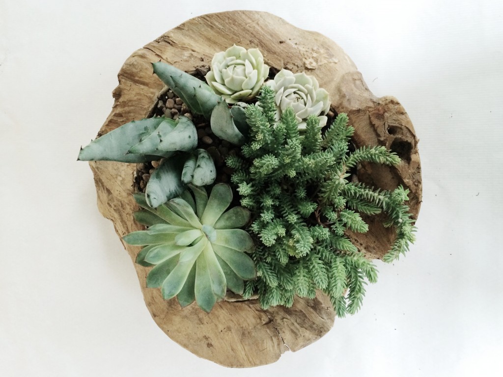 How to Create a Succulent Container Garden Arrow+Sage/Design Lines Raleigh NC 13